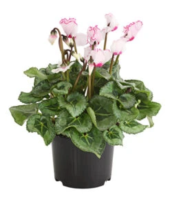 Garten Sinn Verkaufsgeschäft -Garten Sinn Verkaufsgeschäft 8217911 WE FS 002 AlpenveilchenCyclameVictoriaT10DehnerExpressHerzig