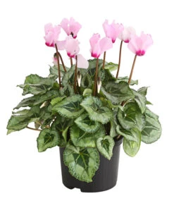 Alpenveilchen 'Victoria'