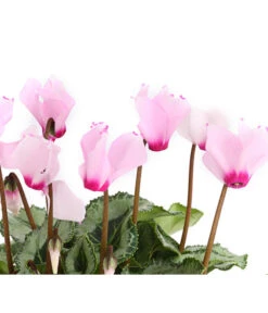 Alpenveilchen 'Victoria' -Garten Sinn Verkaufsgeschäft 8217911 we DE 003 AlpenveilchenCyclameVictoriaT10DehnerExpressHerzig