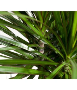 Drachenbaum - Dracaena Marginata, Verzweigt -Garten Sinn Verkaufsgeschäft 8221335 8221749 WE DE 002 DracaenaMarginataDrachenbaumDehnerEvaWunderlich