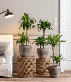 Drachenbaum - Dracaena Deremensis 'Dorado' -Garten Sinn Verkaufsgeschäft 8221707 8511545 8222044 WE MO 001 DrachenbaumDorado