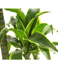 Drachenbaum - Dracaena Deremensis 'Dorado' -Garten Sinn Verkaufsgeschäft 8221707 WE DE 001 DrachenbaumDracaenaDeremensis2erTuffT19OWDehnerExpressHerzig