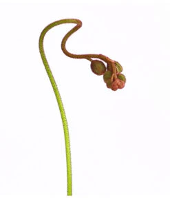 Sonnentau - Drosera Aliciae -Garten Sinn Verkaufsgeschäft 8222960 WE DE 001 DroseraAliciaeT9DehnerExpressHerzig