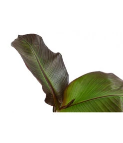 Rote Zierbanane 'Maurelii' -Garten Sinn Verkaufsgeschäft 8224982 WE DE 001 EnseteVentricosumMaurelliT14