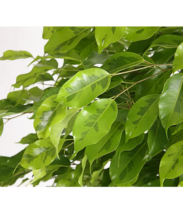 Birkenfeige - Ficus Benjamina 'Reginald' 2 Birkenfeige - Ficus Benjamina 'Reginald' – Bild 2