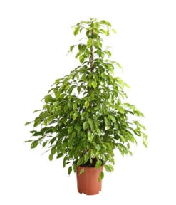 Birkenfeige - Ficus Benjamina 'Reginald'