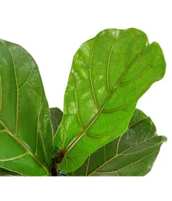 Geigenfeige - Ficus Lyrata -Garten Sinn Verkaufsgeschäft 8227571 PR DE 001 FicusLyrataGeigenfeigeT17DehnerExpressHerzig
