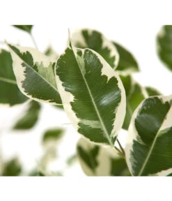 Birkenfeige - Ficus Benjamina 'Forever', Verschiedene Sorten -Garten Sinn Verkaufsgeschäft 8229106 BildD 002 BirkenfeigeFicusForeverMixFicusForeverMix120