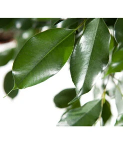 Birkenfeige - Ficus Benjamina 'Forever', Verschiedene Sorten -Garten Sinn Verkaufsgeschäft 8229106 BildD 003 BirkenfeigeFicusForeverMixFicusForeverMix120