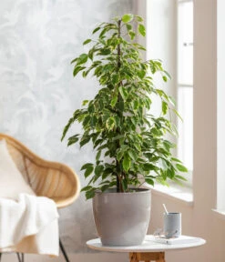 Birkenfeige - Ficus Benjamina 'Forever', Verschiedene Sorten -Garten Sinn Verkaufsgeschäft 8229106 WE MO 001 FicusForeverMixT21