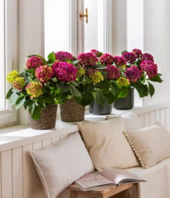 Hortensie - Hydrangea Macrophylla 'Red Beauty®' -Garten Sinn Verkaufsgeschäft 8234429 4439196 4439204 4439212 WE MO 001 HortensieLila