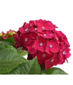 Hortensie - Hydrangea Macrophylla 'Red Beauty®' -Garten Sinn Verkaufsgeschäft 8234429 WE DE 001 HortensieHydrangeaRedBeautyT14DehnerExpressHerzig