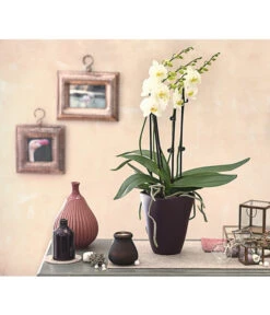 Schmetterlingsorchidee - Phalaenopsis Cultivars 'Multiflora' -Garten Sinn Verkaufsgeschäft 8236242 PR MO 001 Phalaenopsis5 6TrieberDehnerExpressHerzig