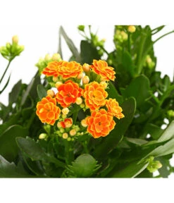 Flammendes Käthchen - Kalanchoe Blossfeldiana, Gefüllt -Garten Sinn Verkaufsgeschäft 8240541 WE DE 001 FlammendesKaethchenKalanchoeOrangeGefuelltT13OWDehnerExpressHerzig