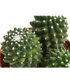 Warzenkaktus - Mammilaria, Verschiedene Sorten -Garten Sinn Verkaufsgeschäft 8242190 PR DE 001 MammillariaT10 5DehnerExpressHerzig