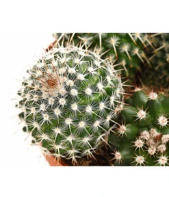 Warzenkaktus - Mammilaria, Verschiedene Sorten -Garten Sinn Verkaufsgeschäft 8242190 PR DE 002 MammillariaT10 5DehnerExpressHerzig