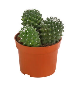 Warzenkaktus - Mammilaria, Verschiedene Sorten -Garten Sinn Verkaufsgeschäft 8242190 PR FS 001 MammillariaT10 5DehnerExpressHerzig