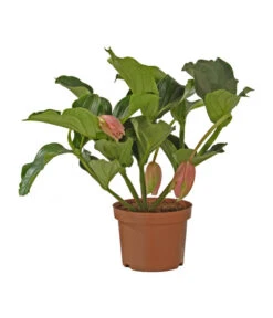 Medinille - Medinilla Magnifica 'Florinilla®'