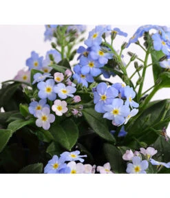 Vergissmeinnicht 'Myomark' -Garten Sinn Verkaufsgeschäft 8244519 PR DE 001 MyosotisMyomarkT12DehnerExpressHerzig