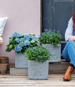 Vergissmeinnicht 'Myomark' -Garten Sinn Verkaufsgeschäft 8244519 WE MO 001 Vergissmeinicht