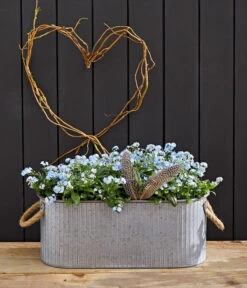 Vergissmeinnicht 'Myomark' -Garten Sinn Verkaufsgeschäft 8244519 WE MO 002 VergissmeinnichtMyomark