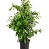 Birkenfeige - Ficus Benjamini 'Anastasia'