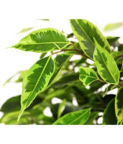 Birkenfeige - Ficus Benjamini 'Anastasia' -Garten Sinn Verkaufsgeschäft 8248510 WE DE 002 FicusAnastasiaT21