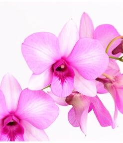 Dendrobium - Dendrobium Cultivaris, Verschiedene Sorten -Garten Sinn Verkaufsgeschäft 8250771 WE DE 002 DendrobiumSonderfarbenT12DehnerExpressHerzig