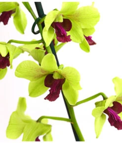 Dendrobium - Dendrobium Cultivaris, Verschiedene Sorten -Garten Sinn Verkaufsgeschäft 8250771 WE DE 003 DendrobiumSonderfarbenT12DehnerExpressHerzig