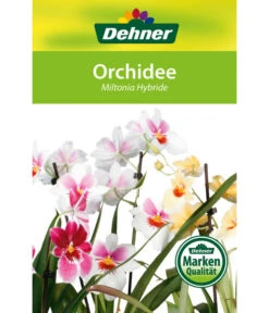 Stiefmütterchenorchidee - Miltonia -Garten Sinn Verkaufsgeschäft 8251191 Orchidee Miltonia 08032016