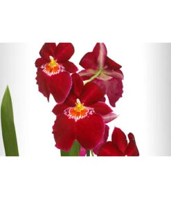 Stiefmütterchenorchidee - Miltonia -Garten Sinn Verkaufsgeschäft 8251191 WE DE 001 MiltonienMiltoniaHybride2TrieberT12DehnerExpressHerzig