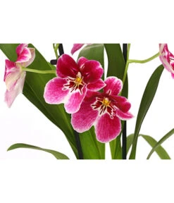 Stiefmütterchenorchidee - Miltonia -Garten Sinn Verkaufsgeschäft 8251191 WE DE 003 MiltonienMiltoniaHybride2TrieberT12DehnerExpressHerzig