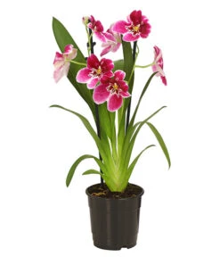 Stiefmütterchenorchidee - Miltonia -Garten Sinn Verkaufsgeschäft 8251191 WE FS 003 MiltonienMiltoniaHybride2TrieberT12OWDehnerExpressHerzig