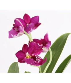 Stiefmütterchenorchidee - Miltonia -Garten Sinn Verkaufsgeschäft 8251191 we DE 001 Miltonia2TrieberT12DehnerExpressHerzig