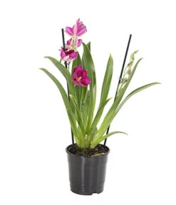 Stiefmütterchenorchidee - Miltonia -Garten Sinn Verkaufsgeschäft 8251191 we FS 001 Miltonia2TrieberT12DehnerExpressHerzig