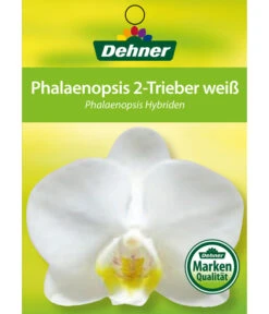 Schmetterlingsorchidee - Phalaenopsis Cultivars -Garten Sinn Verkaufsgeschäft 8251498 2Trieber 07032016 1