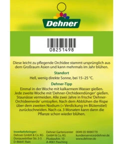 Schmetterlingsorchidee - Phalaenopsis Cultivars -Garten Sinn Verkaufsgeschäft 8251498 2Trieber 07032016 2