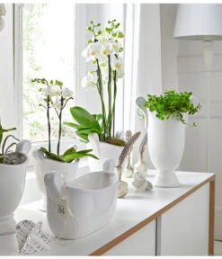 Schmetterlingsorchidee - Phalaenopsis Cultivars -Garten Sinn Verkaufsgeschäft 8251498 8284135 PR MO 002 SchmetterlingsorchideePhalaenopsis2TrieberWeissUveSauer