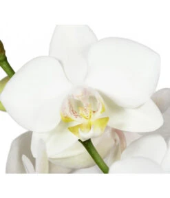 Schmetterlingsorchidee - Phalaenopsis Cultivars -Garten Sinn Verkaufsgeschäft 8251498 BildD 001 SchmetterlingsorchideePhalaenopsis2TrWeiss