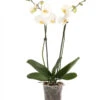 Schmetterlingsorchidee - Phalaenopsis Cultivars