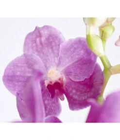 Vanda-Orchidee - Vanda Cultivars -Garten Sinn Verkaufsgeschäft 8251589 PR DE 002 VandaGrossbluetigImKorbDehnerExpressZS