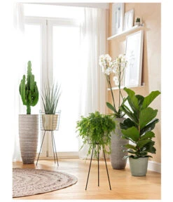 Geigenfeige - Ficus Lyrata -Garten Sinn Verkaufsgeschäft 8253023 BodentiefeFensterHungerSimmeth