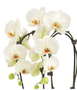 Schmetterlingsorchidee - Phalaenopsis Cultivars 'Cascade', Verschiedene Sorten 16 Schmetterlingsorchidee - Phalaenopsis Cultivars 'Cascade', Verschiedene Sorten -Garten Sinn Verkaufsgeschäft 8253346 WE DE 001 PhalaenopsisSchmetterlingsorchideeCascade2TrWeissHerzig