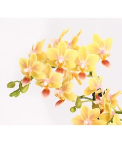 Duft-Orchidee - Phalaenopsis-Hybride 'Flacon Solaire' -Garten Sinn Verkaufsgeschäft 8257909 WE DE 001 SchmetterlingsorchideePhalaenopsisDuftT12DehnerExpressHerzig