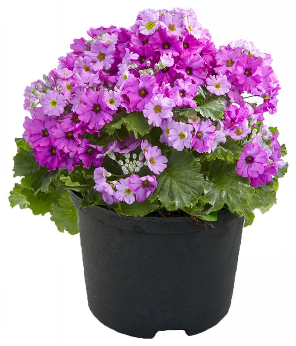 Brautprimel, Verschiedene Sorten 1 Brautprimel, Verschiedene Sorten