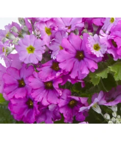 Brautprimel, Verschiedene Sorten 10 Brautprimel, Verschiedene Sorten -Garten Sinn Verkaufsgeschäft 8262065 PrimulaMalacoidesDetailLila UveSauer