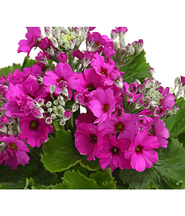 Brautprimel, Verschiedene Sorten 6 Brautprimel, Verschiedene Sorten – Bild 6