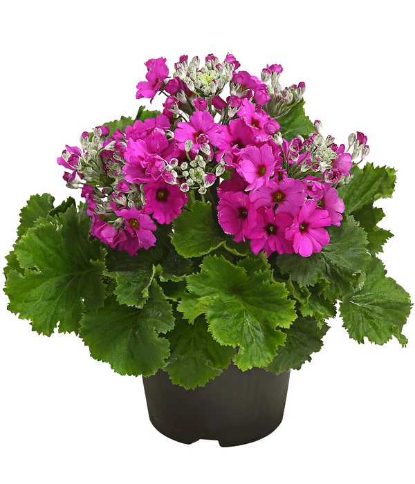 Brautprimel, Verschiedene Sorten 2 Brautprimel, Verschiedene Sorten – Bild 2