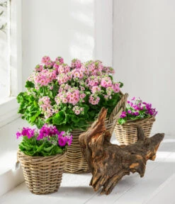 Brautprimel, Verschiedene Sorten 8 Brautprimel, Verschiedene Sorten -Garten Sinn Verkaufsgeschäft 8262065 WE MO 001 PrimulaMalacoidesBrautprimel Content 2021