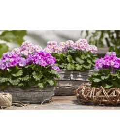 Brautprimel, Verschiedene Sorten 9 Brautprimel, Verschiedene Sorten -Garten Sinn Verkaufsgeschäft 8262065 WE MO 025 dehnerfruehblueherm6a04UveSauer